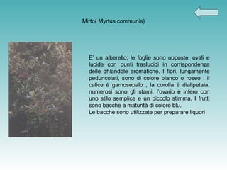 Mirto( Myrtus communis) E’ un alberello; le foglie sono opposte, ovali e lucide con punti traslucidi in corrispondenza delle ghiandole aromatiche. I fiori, lungamente peduncolati, sono di colore bianco o roseo : il calice è gamosepalo , la corolla è dialipetala, numerosi sono gli stami, l’ovario è infero con uno stilo semplice e un piccolo stimma. I frutti sono bacche a maturità di colore blu. Le bacche sono utilizzate per preparare liquori  