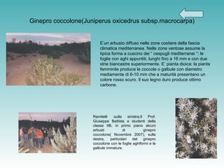 Ginepro coccolone(Juniperus oxicedrus subsp.macrocarpa) E’un arbusto diffuso nelle zone costiere della fascia climatica mediterranea. Nelle zone ventose assume la tipica forma a cuscino dei “ cespugli mediterranei “; le foglie con aghi appuntiti, lunghi fino a 16 mm e con due strie biancastre superiormente. E’ pianta dioica: la pianta femminile produce le coccole o galbule con diametro mediamente di 6-10 mm che a maturità presentano un colore rosso scuro.  Il suo legno duro produce ottimo carbone. Ramitelli :sulla sinistra,Il Prof. Giuseppe Battista e studenti della classe IIB, in primo piano alcuni arbusti di ginepro coccolone( Novembre 2007); sulla destra, particolari del ginepro coccolone con le foglie aghiformi e le galbule immature. 