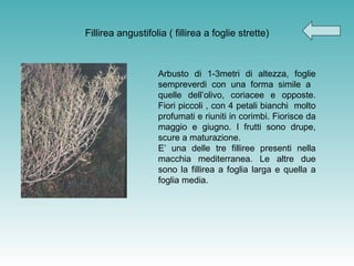Fillirea angustifolia ( fillirea a foglie strette) Arbusto di 1-3metri di altezza, foglie sempreverdi con una forma simile a  quelle dell’olivo, coriacee e opposte. Fiori piccoli , con 4 petali bianchi  molto profumati e riuniti in corimbi. Fiorisce da maggio e giugno. I frutti sono drupe, scure a maturazione. E’ una delle tre filliree presenti nella macchia mediterranea. Le altre due sono la fillirea a foglia larga e quella a foglia media. 