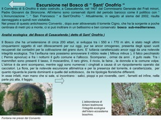 Escursione nel Bosco di “ Sant’ Onofrio “ Fontana nei pressi del Convento   Il Convento di S.Onofrio è stato costruito, a Casacalenda, nel 1407 dal Commissario Generale dei Frati minori, Padre Giovanni da Stroncone. All’interno sono conservati dipinti del periodo barocco come il polittico con “ L’Annunciazione “, “ San Francesco “ e Sant’Onofrio “. Attualmente, in seguito al sisma del 2002, risulta danneggiato e quindi non visitabile. Nei pressi di questo antichissimo Convento , dopo aver attraversato il torrente Cigno, che ha la sorgente a poche centinaia di metri più a monte, ci si può inoltrare in un bellissimo e ben conservato  bosco  sub-mediterraneo. Analisi ecologica  del Bosco di Casacalenda ( detto di Sant’ Onofrio ) Il Bosco che ha un’estensione di circa 200 ettari, si sviluppa tra i 550 e i 770 m slm, è stato negli ultimi cinquantanni oggetto di vari diboscamenti per cui oggi, pur se ancor omogeneo, presenta degli spazi vuoti recuperati dai contadini per la coltivazione del grano duro. E’ tuttavia caratterizzato ancor oggi da una notevole integrità ecologica. Tra l’avifauna rara possiamo annoverare il nibbio reale ( Milvus milvus ), il falco pecchiaiolo ( Pernis apivorus) e fra i notturni il gufo comune e l’allocco. Scomparso , ormai da anni , il gufo reale. Tra i mammiferi sono presenti il tasso, il moscardino, il raro ghiro, il riccio, la faina , la donnola e la comune volpe. L’istrice è da anni scomparso, mentre oggi sono numerosi i cinghiali a causa di un ripopolamento operato dai cacciatori. La flora, per la notevole escursione altimetrica e per la presenza del torrente, è caratterizzata,  per quanto riguarda le piante dominanti e quelle del sottobosco,  da tre tipologie floristiche differenti. In esse infatti, man mano che si sale, si incontrano : salici, pioppi e poi roverelle, cerri , farnetti ed infine, nella parte più alta, il faggio. L’abbondanza di licheni testimonia l’integrità ecologica dell’intero ecosistema boschivo. 