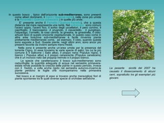 In questo bosco , tipico dell’orizzonte  sub-mediterraneo,  sono presenti come alberi dominanti, il  Cerro (  Quercus   cerris ), nelle zone più umide e la  Roverella (  Quercus   pubescens   ) in quelle più aride.  E’ presente anche il  Farnetto (  Quercus   frainetto ), che a questa distanza dal mare rappresenta una rarità. Nel  sottobosco   sono comuni l’acero oppio, l’acero fico, il sorbo degli uccellatori, il pero corvino, il caprifoglio, il biancospino ,il prugnolo, il ciavardello,  il pungitopo, l’asparago, l’orniello, la rosa canina, la ginestra, la ginestrella, il cisto: arbusti tipici di questo orizzonte vegetazionale. In questo caso come in altre aree boschive sub-mediterranee è facile rinvenire piante prettamente mediterranee come,  ad esempio, il cisto, quando queste sono esposte a Sud. Queste piante, negli ultimi anni, sono ancor più presenti favorite da inverni sempre meno freddi. Nella zona è presente anche un’area umida per la presenza del torrente Cigno. In essa troviamo le varie specie di salici, tra cui la più comune è il Salicone ( Salix alba), il pioppo nero( Populus nigra), il bianco ( Populus alba) e il pioppo canescente (Populus canescens) che è un incrocio nato dal pioppop tremolo e il pioppo bianco. Le specie che caratterizzano il bosco sub-mediterraneo sono caducifoglie; la quantità adeguata di acqua nel semestre primavera-estate rende possibile la crescita delle piante in questo periodo, invece con il  freddo, a volte anche rigido nel semestre autunno-inverno,le piante perdono le foglie che ricompariranno nella primavera successiva. Nel bosco e ai margini di esso si trovano anche meravigliosi fiori di piante spontanee tra le quali diverse specie di orchidee selvatiche . La pesante  siccità del 2007 ha causato il disseccamento di alcuni cerri, soprattutto tra gli esemplari più giovani. 