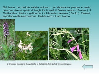 L’orchidea maggiore, il caprifoglio  e il gladiolo delle paludi presenti in zona   Nel bosco, nel periodo estate- autunno , se abbastanza piovoso e caldo, crescono diverse specie di funghi tra le quali il Boletus aereus ( Porcino ), il Cantharellus cibarius ( gallinaccio ) e l’Amanita caesarea ( Ovolo ). Presenti, soprattutto nelle aree quercine, il tartufo nero e il raro  bianco. 
