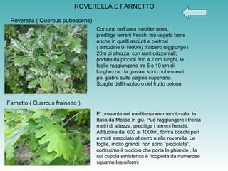 ROVERELLA E FARNETTO Roverella ( Quercus pubescens) Comune nell’area mediterranea, predilige terreni freschi ma vegeta bene anche in quelli asciutti e pietrosi ( altitudine 0-1000m) ;l’albero raggiunge i 20m di altezza  con rami orizzontali;  portate da piccioli fino a 2 cm lunghi, le foglie raggiungono tra 5 e 10 cm di lunghezza, da giovani sono pubescenti poi glabre sulla pagina superiore. Scaglie dell’involucro del frutto pelose. Farnetto ( Quercus frainetto ) E’ presente nel mediterraneo meridionale. In Italia da Molise in giù. Può raggiungere i trenta metri di altezza, predilige i terreni freschi. Altitudine dai 600 ai 1000m, forma boschi puri e misti associato al cerro e alla roverella. Le foglie, molto grandi, non sono “picciolate”, cortissimo il picciolo che porta le ghiande , la cui cupola emisferica è ricoperta da numerose squame lesiniformi  