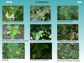 il sottobosco Caprifoglio ( Lonicera caprifolium)   Acero Oppio( Acer campestre)   Orniello (Fraxinus ornus)   Sorbo degli Uccellatori (Sorbus aucuparia)   Pero corvino(Amelanchier ovalis)   Pungitopo (Ruscus aculeatus)   Ginestrella  Carpinella( Ostrya carpinifolia)   Biancospino (Crataegus  monogyna)   