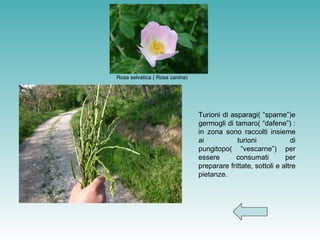 Rosa selvatica ( Rosa canina)   Turioni di asparagi( “sparne”)e germogli di tamaro( “dafene”) : in zona sono raccolti insieme ai turioni di pungitopo( “vescarne”) per essere consumati per preparare frittate, sottoli e altre pietanze. 