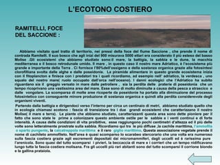   L’ECOTONO COSTIERO Abbiamo visitato quel tratto di territorio, nei pressi della foce del fiume Saccione , che prende il nome di contrada Ramitelli. Il suo bosco che agli inizi del 900 misurava 5000 ettari era considerato il più esteso del basso Molise .Gli ecosistemi che abbiamo studiato sono:il mare, la battigia, la sabbia e le dune, la macchia mediterranea e il bosco retrodunale umido. Il mare , in questo caso il nostro mare Adriatico, è l’ecosistema più grande e importante della Terra . Ci fornisce l’80%dell’ossigeno e della sostanza organica grazie alla fotosintesi clorofilliana svolta dalle alghe e dalle poseidonie.  La piramide alimentare in questo grande ecosistema inizia con il fitoplancton e finisce con i predatori tra i quali ricordiamo, ad esempio nell’ adriatico, la verdesca , uno squalo del nostro mare( ruolo occupato dall’orca nell’oceano). I danni ecologici che l’Adriatico ha subito riguardano sia il  greggio versato in mare dalle petroliere ,  sia la perdita delle  praterie di poseidonia  che un tempo ricoprivano una vastissima area del mare. Esse sono di molto diminuite a causa della pesca a strascico  e dalle  vongolare. La scomparsa di molte aree ricoperte da poseidonie ha portato alla diminuzione del processo fotosintetico con conseguente minore produzione di sostanza organica e quindi alla perdita considerevole degli organismi viventi. Partendo dalla battigia e dirigendoci verso l’interno per circa un centinaio di metri,  abbiamo studiato quello che in ecologia chiamasi ecotono : fascia di transizione tra i due  grandi ecosistemi che caratterizzano il nostro Molise( il mare e terra).  Le piante che abbiamo studiato, caratterizzanti questa area sono dette pioniere per il fatto che sono state le  prime a colonizzare questo ambiente ostile per le  sabbie e i venti continui e di forte intensità. A causa delle condizioni di vita proibitive,  esse raggiungono pochi centimetri d’altezza ed il più delle volte sono letteralmente prostrate sulla sabbia. Ricordiamo qui tra  le più diffuse ,la cachile marittima,  l’ ammofila  o sparto pungente , la  calcatreppola marittima   e il raro  giglio marittimo . Questa associazione vegetale prende il nome di cachileto ammofileto. Nell’area è quasi scomparso lo scarabeo stercorario che una volta era numeroso sulla fascia costiera grazie agli escrementi depositati dai micromammiferi, dagli uccelli ed è rarissima pure  l’arenicola. Sono quasi del tutto scomparsi  i pivieri, la beccaccia di mare e i corrieri che un tempo nidificavano lungo tutta la fascia costiera molisana. Fra gli uccelli più rari abitanti sono del tutto scomparsi il corrione biondo e la gallina prataiola. RAMITELLI, FOCE DEL SACCIONE : 