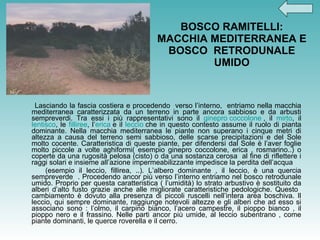 BOSCO RAMITELLI: MACCHIA MEDITERRANEA E BOSCO  RETRODUNALE UMIDO Lasciando la fascia costiera e procedendo  verso l’interno,  entriamo nella macchia mediterranea caratterizzata da un terreno in parte ancora sabbioso e da arbusti sempreverdi. Tra essi i più rappresentativi sono il  ginepro coccolone  , il  mirto , il  lentisco , le  filliree , l’ erica  e il  leccio  che in questo contesto assume il ruolo di pianta dominante. Nella macchia mediterranea le piante non superano i cinque metri di altezza a causa del terreno semi sabbioso, delle scarse precipitazioni e del Sole molto cocente. Caratteristica di queste piante, per difendersi dal Sole è l’aver foglie molto piccole a volte aghiformi( esempio ginepro coccolone, erica , rosmarino..) o coperte da una rugosità pelosa (cisto) o da una sostanza cerosa  al fine di riflettere i raggi solari e insieme all’azione impermeabilizzante impedisce la perdita dell’acqua  (esempio il leccio, fillirea, ..). L’albero dominante , il leccio, è una quercia sempreverde  . Procedendo ancor più verso l’interno entriamo nel bosco retrodunale umido. Proprio per questa caratteristica ( l’umidità) lo strato arbustivo è sostituito da alberi d’alto fusto grazie anche alle migliorate caratteristiche pedologiche. Questo  cambiamento è dovuto alla presenza di piccoli ruscelli nell’intera area boschiva. Il leccio, qui sempre dominante, raggiunge notevoli altezze e gli alberi che ad esso si associano sono : l’olmo, il carpino bianco, l’acero campestre, il pioppo bianco , il pioppo nero e il frassino. Nelle parti ancor più umide, al leccio subentrano , come piante dominanti, le querce roverella e il cerro.  