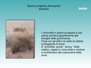L’Ammofila o sparto pungente è una pianta pioniera appartenente alla famiglia delle graminacee. Fissa con gli steli e le radici la sabbia, proteggendo le dune. E’ ammofila, quindi “ amica “ della sabbia, vegeta in zone aride e ventose e contribuisce alla costruzione delle dune Sparto pungente( Ammophila arenaria) 