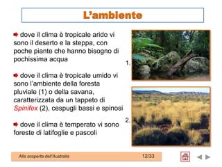dove il clima è tropicale arido vi
sono il deserto e la steppa, con
poche piante che hanno bisogno di
pochissima acqua
dove il clima è tropicale umido vi
sono l’ambiente della foresta
pluviale (1) o della savana,
caratterizzata da un tappeto di
Spinifex (2), cespugli bassi e spinosi
dove il clima è temperato vi sono
foreste di latifoglie e pascoli
Alla scoperta dell’Australia 12/33
L’ambiente
1.
2.
 