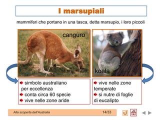 mammiferi che portano in una tasca, detta marsupio, i loro piccoli
simbolo australiano
per eccellenza
conta circa 60 specie
vive nelle zone aride
vive nelle zone
temperate
si nutre di foglie
di eucalipto
Alla scoperta dell’Australia 14/33
I marsupiali
canguro
koala
 