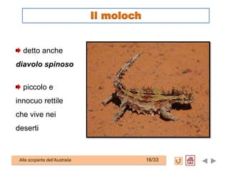detto anche
diavolo spinoso
piccolo e
innocuo rettile
che vive nei
deserti
Alla scoperta dell’Australia 16/33
Il moloch
 