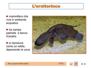 mammifero che
vive in ambiente
acquatico
ha zampe
palmate e becco
d’anatra
si riproduce
come un rettile,
deponendo le uova
Alla scoperta dell’Australia 17/33
L’ornitorinco
 