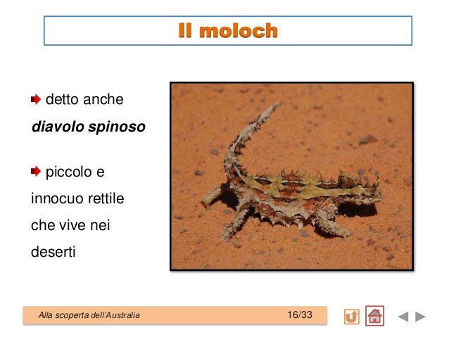 Piccolo Rettile Detto Anche Diavolo Spinoso