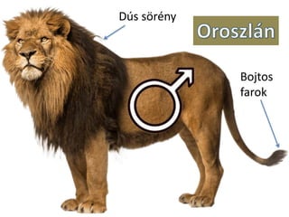 Dús sörény
Bojtos
farok
 