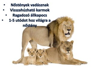 Állatsereglet a szavannán