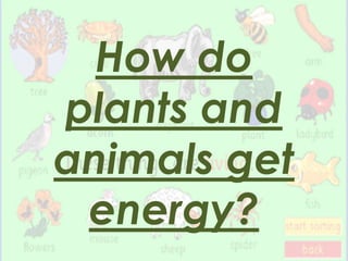 How do
plants and
animals get
energy?
 