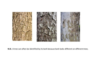 N.B.: A tree can often be identified by its bark because bark looks different on different trees.
 