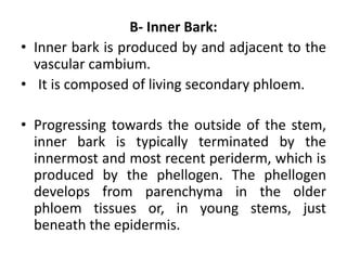 B- Inner Bark:
• Inner bark is produced by and adjacent to the
vascular cambium.
• It is composed of living secondary phloem.
• Progressing towards the outside of the stem,
inner bark is typically terminated by the
innermost and most recent periderm, which is
produced by the phellogen. The phellogen
develops from parenchyma in the older
phloem tissues or, in young stems, just
beneath the epidermis.
 