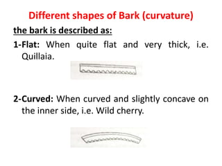 Different shapes of Bark (curvature)
the bark is described as:
1-Flat: When quite flat and very thick, i.e.
Quillaia.
2-Curved: When curved and slightly concave on
the inner side, i.e. Wild cherry.
 