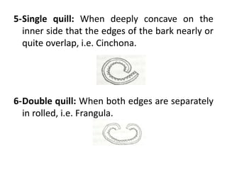 5-Single quill: When deeply concave on the
inner side that the edges of the bark nearly or
quite overlap, i.e. Cinchona.
6-Double quill: When both edges are separately
in rolled, i.e. Frangula.
 