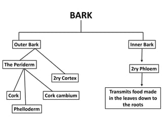 BARK
Outer Bark Inner Bark
2ry Phloem
Transmits food made
in the leaves down to
the roots
The Periderm
2ry Cortex
Cork cambiumCork
Phelloderm
 