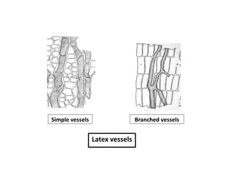 Simple vessels Branched vessels
Latex vessels
 