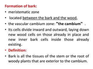 Formation of bark:
• meristematic zone
• located between the bark and the wood,
• the vascular cambium zone: "the cambium" .
• Its cells divide inward and outward, laying down
new wood cells on those already in place and
new inner bark cells inside those already
existing.
• Definition:
• Bark is all the tissues of the stem or the root of
woody plants that are exterior to the cambium.
 