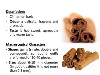 Description:
- Cinnamon bark
- Odour a delicate, fragrant and
aromatic
- Taste it has sweet, agreeable
and warm taste.
Macroscopical Characters
- Shape: quills (single, double and
compound), compound quills
are formed of 10-40 pieces.
- Size: about 6-10 mm diameter
(in good qualities it is not more
than 0.5 mm).
 