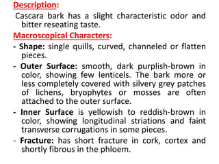 Description:
Cascara bark has a slight characteristic odor and
bitter reseating taste.
Macroscopical Characters:
- Shape: single quills, curved, channeled or flatten
pieces.
- Outer Surface: smooth, dark purplish-brown in
color, showing few lenticels. The bark more or
less completely covered with silvery grey patches
of lichens, bryophytes or mosses are often
attached to the outer surface.
- Inner Surface is yellowish to reddish-brown in
color, showing longitudinal striations and faint
transverse corrugations in some pieces.
- Fracture: has short fracture in cork, cortex and
shortly fibrous in the phloem.
 