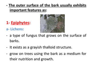 - The outer surface of the bark usually exhibits
important features as:
1- Epiphytes:
a- Lichens:
- a type of fungus that grows on the surface of
barks.
- It exists as a grayish thalloid structure.
- grow on trees using the bark as a medium for
their nutrition and growth.
 