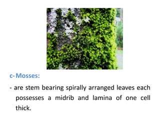 c-Mosses:
- are stem bearing spirally arranged leaves each
possesses a midrib and lamina of one cell
thick.
 