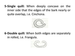 7-Compound quill: When single or double quills
are packed inside one another, i.e. Cinnamon.
 