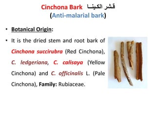 I- Stem Bark
- Shape: quills, double quills, chips or curved pieces.
- Size: up to 35 cm long, 1-4 cm wide and 2-9 mm thic...