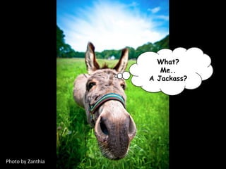 What?
                                Me..
                             A Jackass?




Photo	
  by	
  Zanthia	
  
 