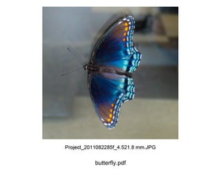 butterfly.pdf
 