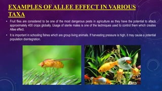 Allee effect | PPTX