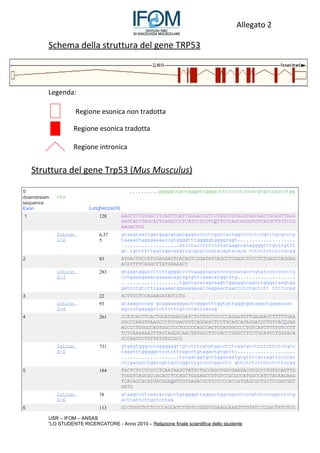 Allegato 2

         Schema della struttura del gene TRP53



         Legenda:

                      Regione esonica non tradotta

                   Regione esonica tradotta

                   Regione intronica


    Struttura del gene Trp53 (Mus Musculus)

5'                                          ..........gggggttgctgggattgggactttcccctcccacgtgctcaccctgg
downstream   cta
sequence
Exon                      Lunghezza(nt)
1                             128         AAGTTCTGTAGCTTCAGTTCATTGGGACCATCCTGGCTGTAGGTAGCGACTACAGTTAGG
                                          GGGCACCTAGCATTCAGGCCCTCATCCTCCTCCTTCCCAGCAGGGTGTCACGCTTCTCCG
                                          AAGACTGG
             Intron           6,37        gtaagtaattgatgagcgtgacgagacctctcggtcactggctctctccgtttgcatcca
             1-2              5           taaaactagagaaaaccgtggggtttgggggtggggcagt....................
                                          ....................attctaccctttcctataagccataggggtttgtttgttt
                                          gtatgttttttaattgacaagttatgcatccatacagtacacaatctcttctctctacag
2                             83          ATGACTGCCATGGAGGAGTCACAGTCGGATATCAGCCTCGAGCTCCCTCTGAGCCAGGAG
                                          ACATTTTCAGGCTTATGGAAACT
             Intron           283         gtgagtggatctttttggggcccttaagatacatcccgccatacctgtatcctccccttg
             2-3                          cctgagagaaacaaaaacagtagtgttcaaacatggtatg....................
                                          ....................tgactacatagcaagttggaggccagcctgggataagtga
                                          gattctgtcttcaaaaaatggaaggaaatcaggaactaactctctgctcttgttttccag
3                             22          ACTTCCTCCAGAAGATATCCTG
             Intron           93          gtaaggcccagagcagaaagggacttgggctttggtgttgggtggtaggctgagaacac
             3-4                          agtcctgagggttcttctttgtcccatccacag
4                             261         CCATCACCTCACTGCATGGACGATCTGTTGCTGCCCCAGGATGTTGAGGAGTTTTTTGAA
                                          GGCCCAAGTGAAGCCCTCCGAGTGTCAGGAGCTCCTGCAGCACAGGACCCTGTCACCGAG
                                          ACCCCTGGGCCAGTGGCCCCTGCCCCAGCCACTCCATGGCCCCTGTCATCTTTTGTCCCT
                                          TCTCAAAAAACTTACCAGGGCAACTATGGCTTCCACCTGGGCTTCCTGCAGTCTGGGACA
                                          GCCAAGTCTGTTATGTGCACG
             Intron           731         gtgagtgggccccggggagttgtctttcgtgtgacctttcaatgcctctttttctctgtc
             4-5                          tagatttgggggttcctcttcagcctgtagactgtgcctc....................
                                          ....................tccaatggtgcttggacaatgtgtttcattagttccccac
                                          cttgacacctgatcgttactcggcttgtccccgacctccgttctctctcctctcttccag
5                             184         TACTCTCCTCCCCTCAATAAGCTATTCTGCCAGCTGGCGAAGACGTGCCCTGTGCAGTTG
                                          TGGGTCAGCGCCACACCTCCAGCTGGGAGCCGTGTCCGCGCCATGGCCATCTACAAGAAG
                                          TCACAGCACATGACGGAGGTCGTGAGACGCTGCCCCCACCATGAGCGCTGCTCCGATGGT
                                          GATG
             Intron           78          gtaagccctcaacaccgcctgtggggttaggactggcagcctcccatctcccggcttctg
             5-6                          acttattcttgctcttag
6                             113         GCCTGGCTCCTCCCCAGCATCTTATCCGGGTGGAAGGAAATTTGTATCCCGAGTATCTGG

         USR – IFOM – ANSAS
         “LO STUDENTE RICERCATORE - Anno 2010 – Relazione finale scientifica dello studente
 