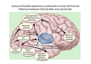 Corteccia Parietale posteriore e prefrontale e nulceo del Pulvinar 
(Talamo) modulano l’attività delle aree extrastriate.
 
