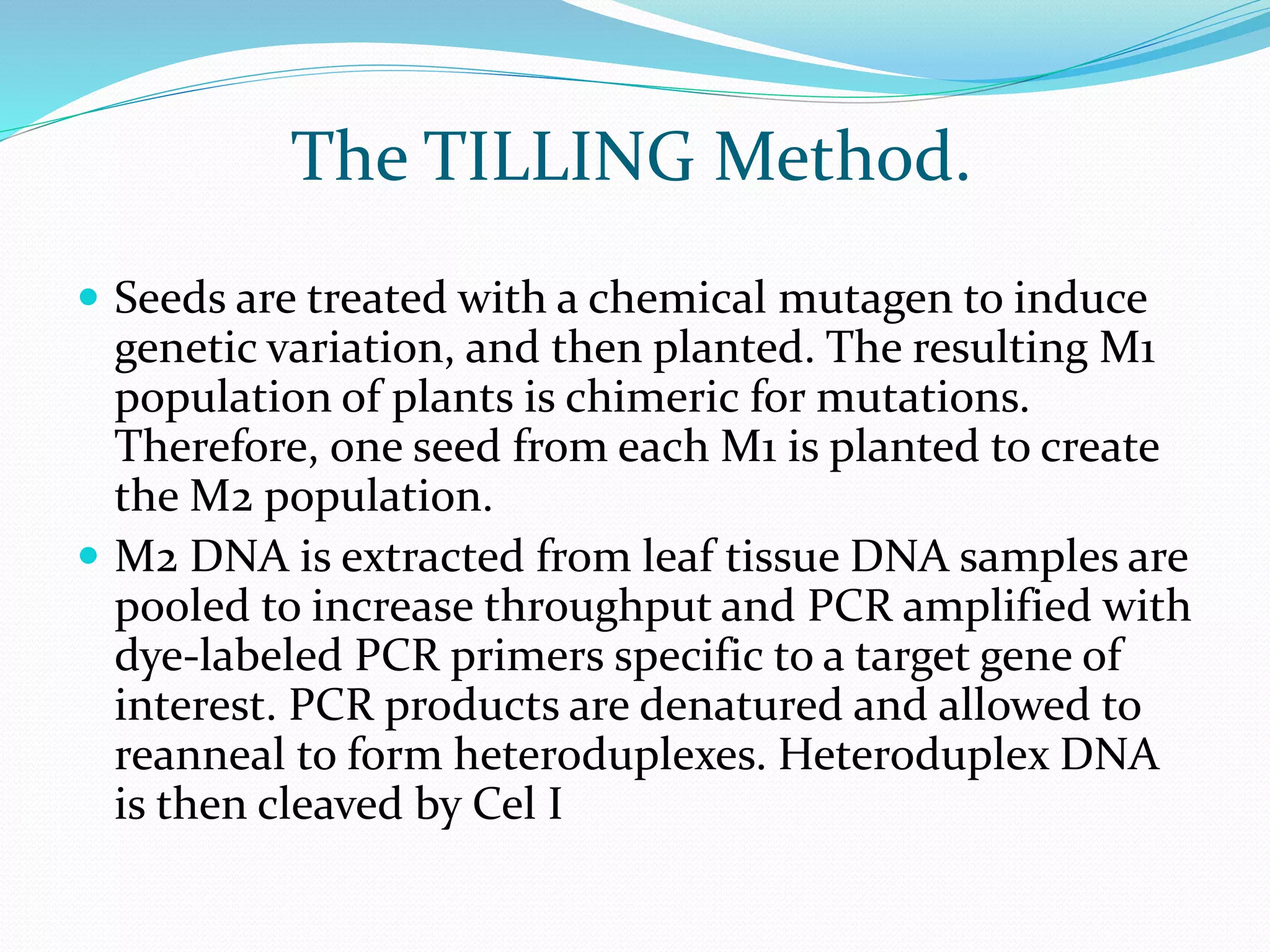 The TILLING Method.
 Seeds are treated with a chemical mutagen to induce
genetic variation, and then planted. The resulting M1
population of plants is chimeric for mutations.
Therefore, one seed from each M1 is planted to create
the M2 population.
 M2 DNA is extracted from leaf tissue DNA samples are
pooled to increase throughput and PCR amplified with
dye-labeled PCR primers specific to a target gene of
interest. PCR products are denatured and allowed to
reanneal to form heteroduplexes. Heteroduplex DNA
is then cleaved by Cel I
 