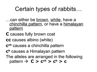 Certain types of rabbits… ,[object Object],[object Object],[object Object],[object Object],[object Object],[object Object]