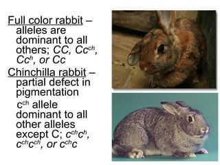 Two Rabbits Allels Alleles | PPT