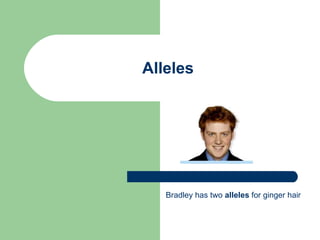 Alleles Bradley has two  alleles  for ginger hair 