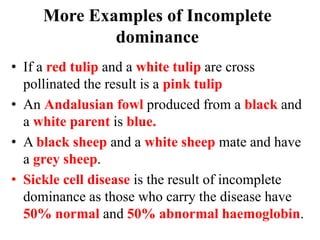 More Examples of Incomplete
dominance
• If a red tulip and a white tulip are cross
pollinated the result is a pink tulip
• An Andalusian fowl produced from a black and
a white parent is blue.
• A black sheep and a white sheep mate and have
a grey sheep.
• Sickle cell disease is the result of incomplete
dominance as those who carry the disease have
50% normal and 50% abnormal haemoglobin.
 