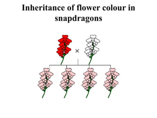 Inheritance of flower colour in
snapdragons
 