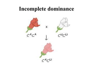 Incomplete dominance
 