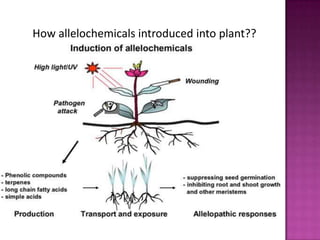 How allelochemicals introduced into plant??

 