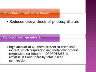 Reduction in fresh wt of shoots

• Reduced biosynthesis of photosynthates

Reduced seed germination
• High amount of all.chem present in dried leaf
extract which respiration and metabolic process
responsible for biosynth. Of PROTEASE,
amylase,IAA and there by inhibit seed
germination.

 