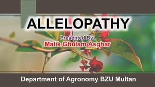 ALLELOPATHY
Department of Agronomy BZU Multan
Presented By:
Malik Ghulam Asghar
 