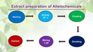 Extract preparation of Allelochemicals
Washing
Drying
70 ˚c
Chopping
Grinding
Mixing
1:20
Extract
 