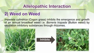 Allelopathic Interaction
2) Weed on Weed
Impereta cylindrica (Cogon grass) inhibits the emergence and growth
of an annual broadleaf weed i.e. Borreria hispada (Button weed) by
exudation inhibitory substances through rhizomes.
Inhibits
 